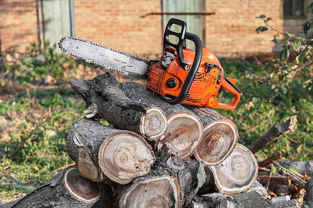 Tree Branch Trimming in Blacksburg, VA